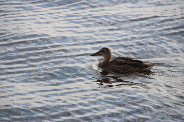 Duck in the Water