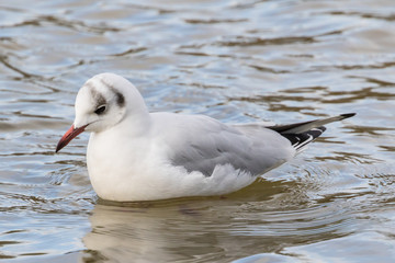 Close up view of seagull