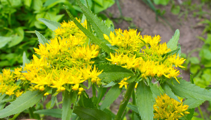 Golden Root, Rhodiola rosea. Medicinal Plant.