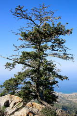 Zypern-Zeder (Cedrus libani var. brevifolia) an Burgruine Kantar