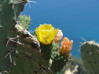 Gelbe und Rosa Kaktus Blüte auf Sizilien