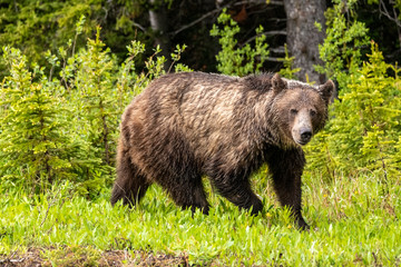 Brown Grizzly Bear Walking 