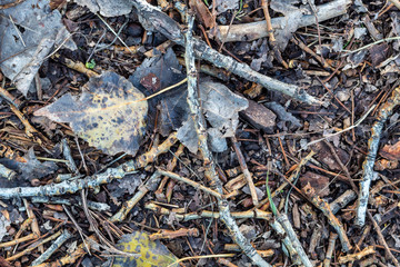 Texture Created Using Dry Branches and Autumn Leaves Fallen on The Ground