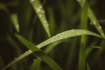 Macro of Water Drops on Leaves