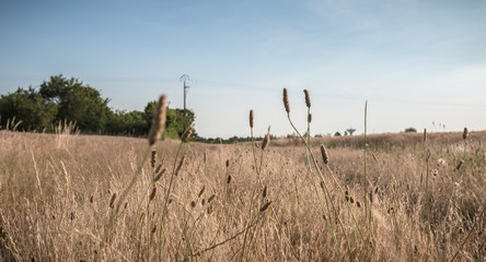 country road with tall grass next to wheat fields