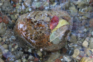 Leaves in the river