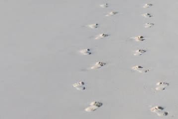 Beach couple walking barefoot on sand at sunset walk honeymoon travel banner - woman and man relaxing together leaving footprints in the sand.