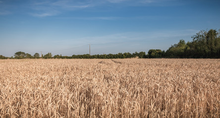 wheat field matured just before the harvest