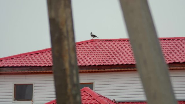 Bird on the red roof of the building. Autumn cloudy day