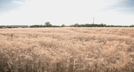 closeup of ears of wheat in a field before harvest