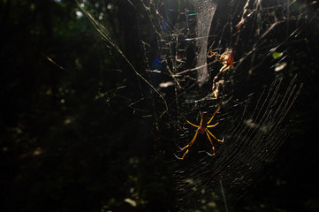 spider on the web