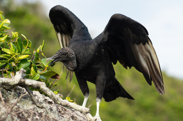 crow on a rock