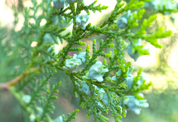 Obraz premium green pine tree macro young conifer