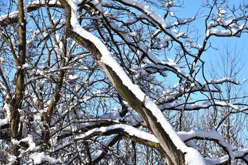 Snow on Branches
