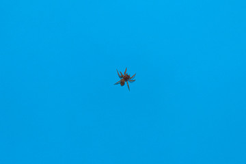 Araña