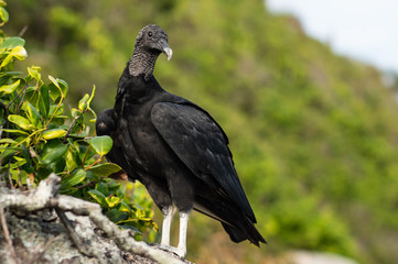 vulture on a branch
