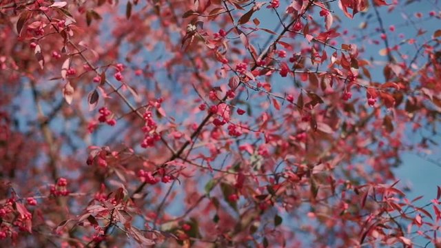 Spindle tree with pink fruit against blue sky. POV dolly shot on a gimbal. Shallow depth of field.