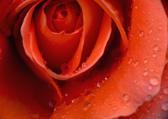 red rose rain drop macro
