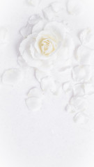 Plakat Beautiful white rose and petals on white background. Ideal for greeting cards for wedding, birthday, Valentine's Day, Mother's Day