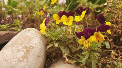 Yellow purple flowers