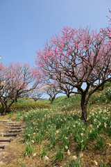 Fototapeta premium 吉野公園の梅林 