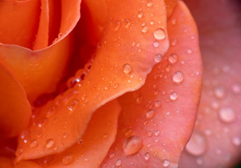 red rose rain drop macro
