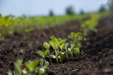 Delicate soybean sprouts grow in rows in a soybean field. Agricultural fields with shoots. Selective focus.