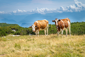 Fototapeta na wymiar Cows on a mountain peak graze in the wild