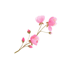Fototapeta na wymiar pink flower isolated on white background, cherry blossom