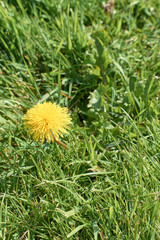 yellow flower emerging in a grass field