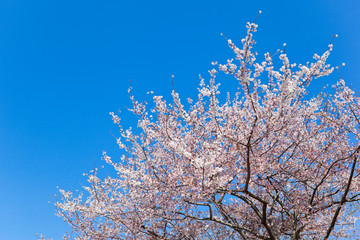 早咲きの暖流桜	