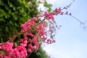 pink Coral Vine