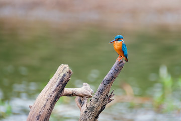 Common Kingfisher (Alcedo atthis), Udawalawe National Park, Sri Lanka