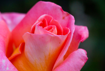 red rose macro on garden