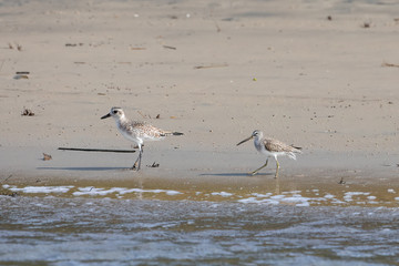 Black-bellied plover and greater yellowlegs along the Matanzas River in Florida