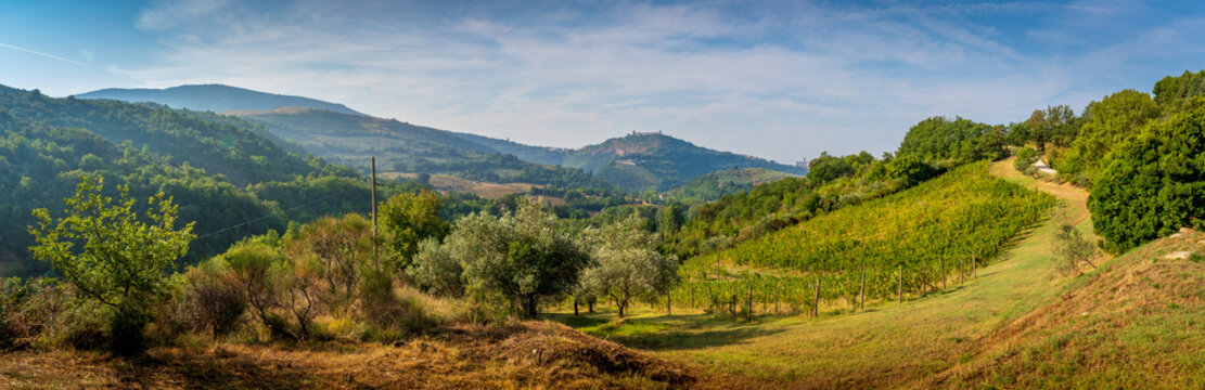Valley near Assisi Umbria, Italy. Panoramic view of landscape with vineyards and olive trees . 