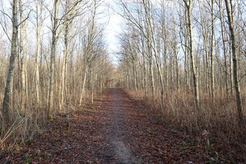 Obraz premium Autumn forrest path