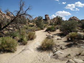 Joshua tree national park im süden von californien usa