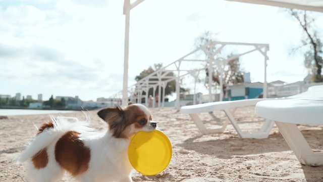 Little dog playing with plastic disc outdoor