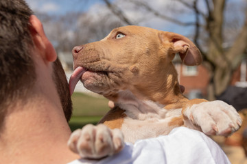 A little pitbull puppy licking the side of a man's face