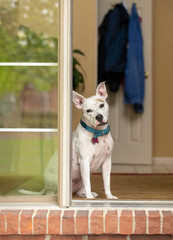 A pitbull waiting at the front door