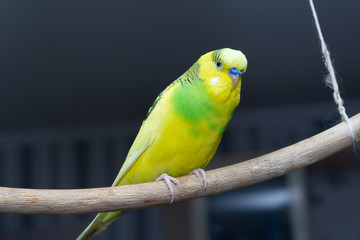 A yellow-green parrot sits on a suspended stick. copy space