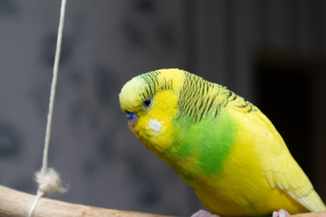 A yellow-green parrot sits on a suspended stick. copy space