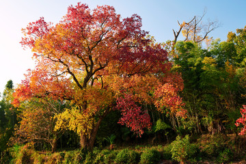 The beautiful Tachuan fall trees in Huandshan city, China.