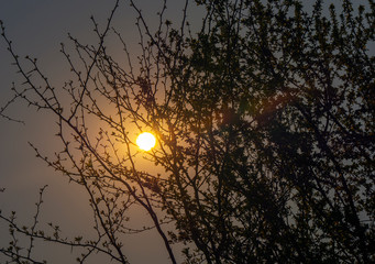 sunset tree branches natural light