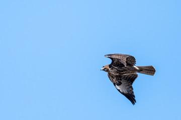 Red Tailed Hawk