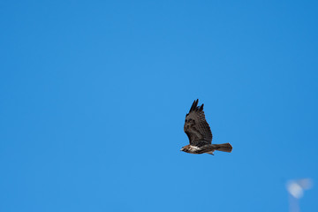 Red Tailed Hawk 2
