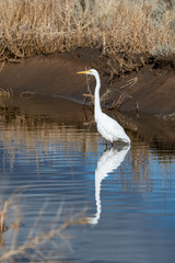 Great Egret In Nevada Swan Lake 6