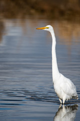 great blue heron in water