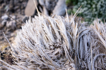 parque nacional nevado de colima